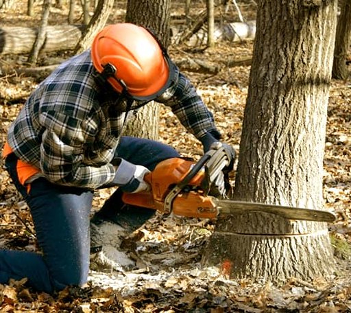 Tree Removal in Rosman, NC